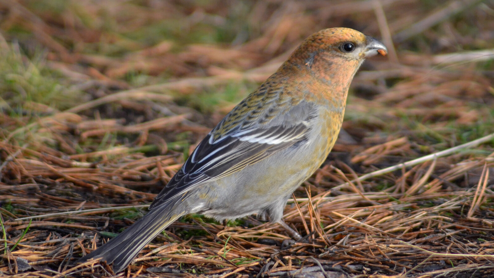 Pine Grosbeak