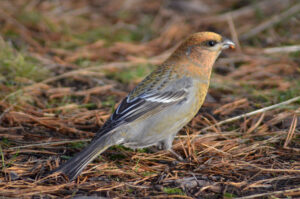 Pine Grosbeak