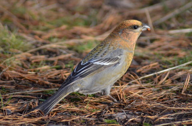 Pine Grosbeak