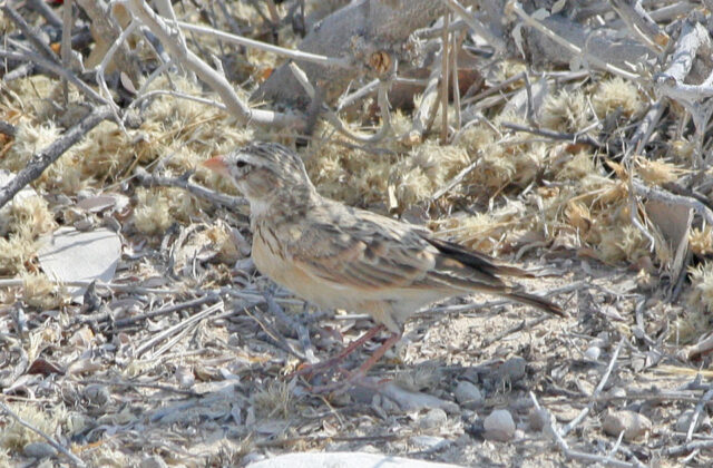 Pink-billed Lark
