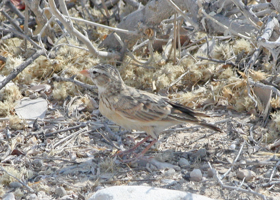 Pink-billed Lark
