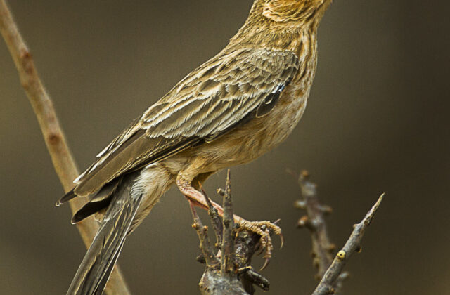 Pink-breasted Lark
