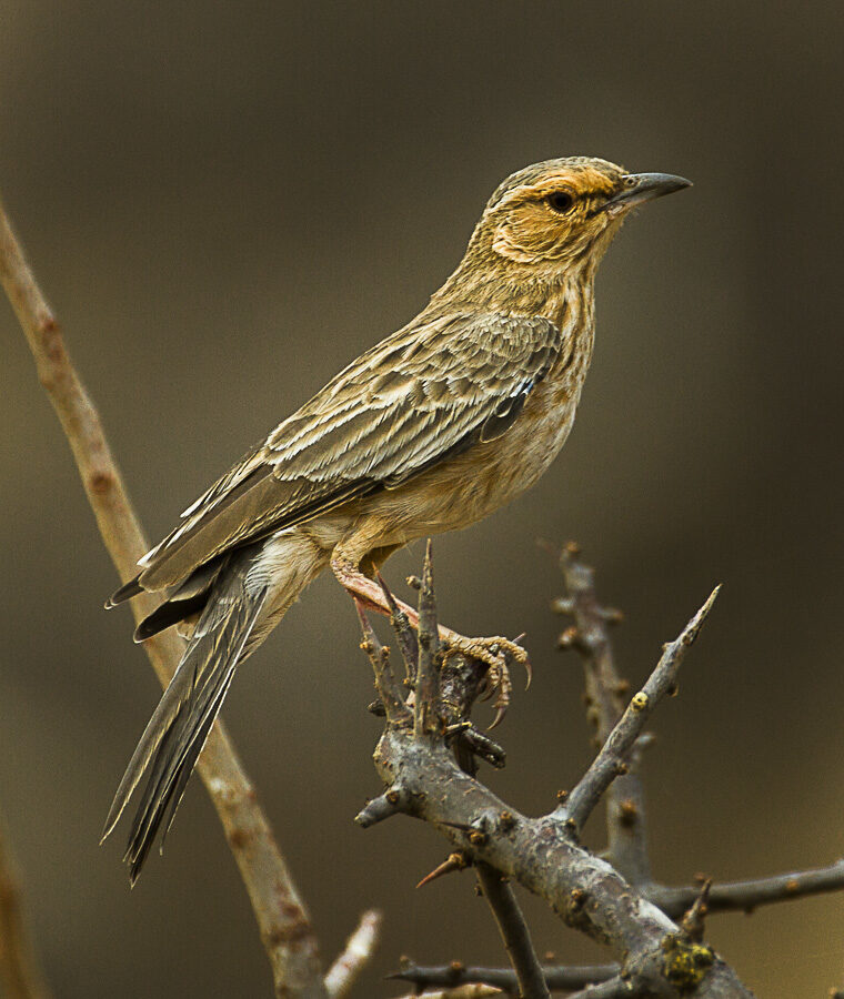 Pink-breasted Lark