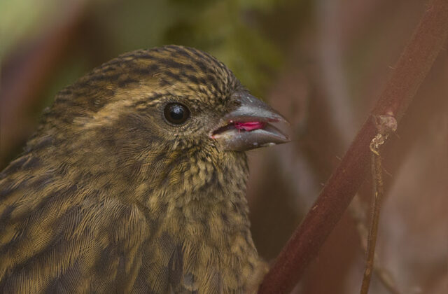 Pink-browed Rosefinch