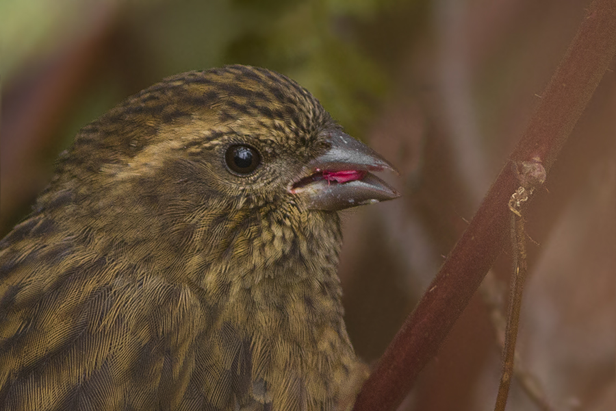 Pink-browed Rosefinch