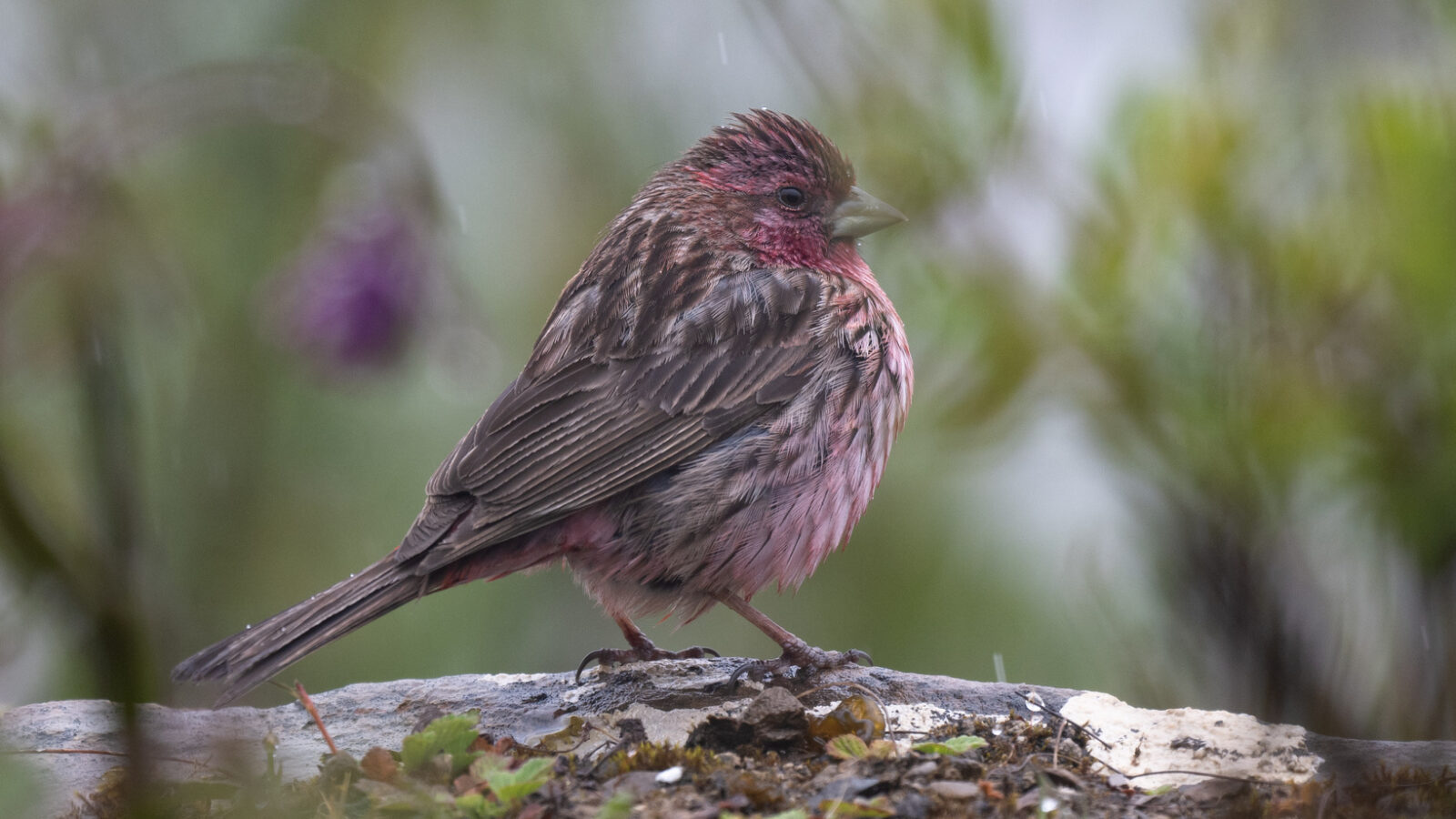Pink-rumped Rosefinch