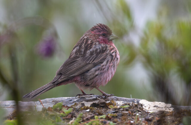 Pink-rumped Rosefinch