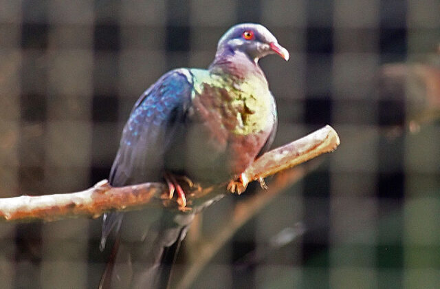 Pink-bellied Imperial Pigeon