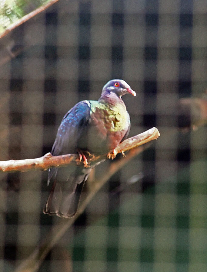 Pink-bellied Imperial Pigeon