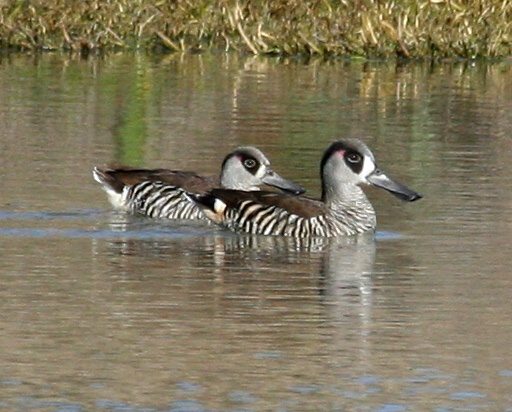 Pink-eared Duck