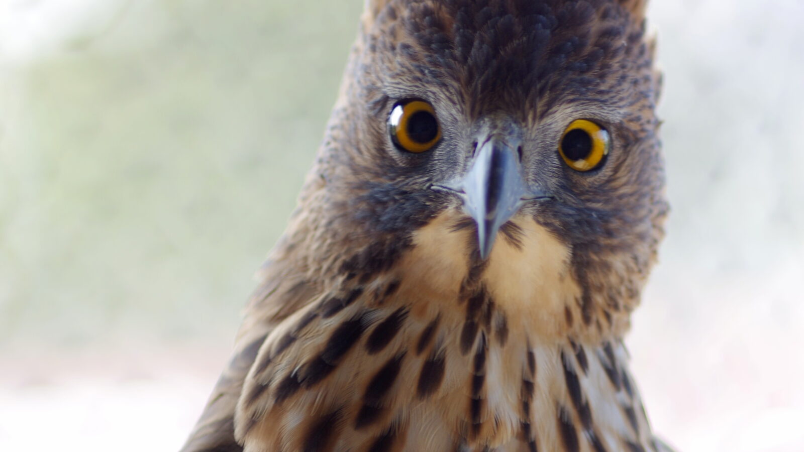 Pinsker’s Hawk-Eagle