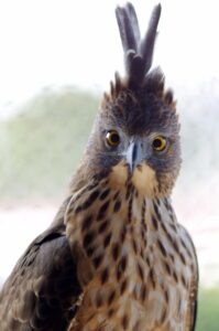 Pinsker’s Hawk-Eagle