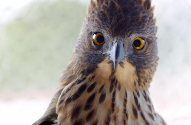 Pinsker’s Hawk-Eagle
