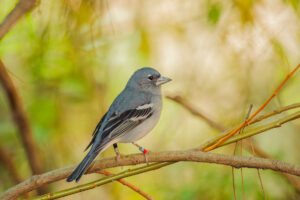 Gran Canaria Blue Chaffinch