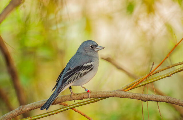 Gran Canaria Blue Chaffinch