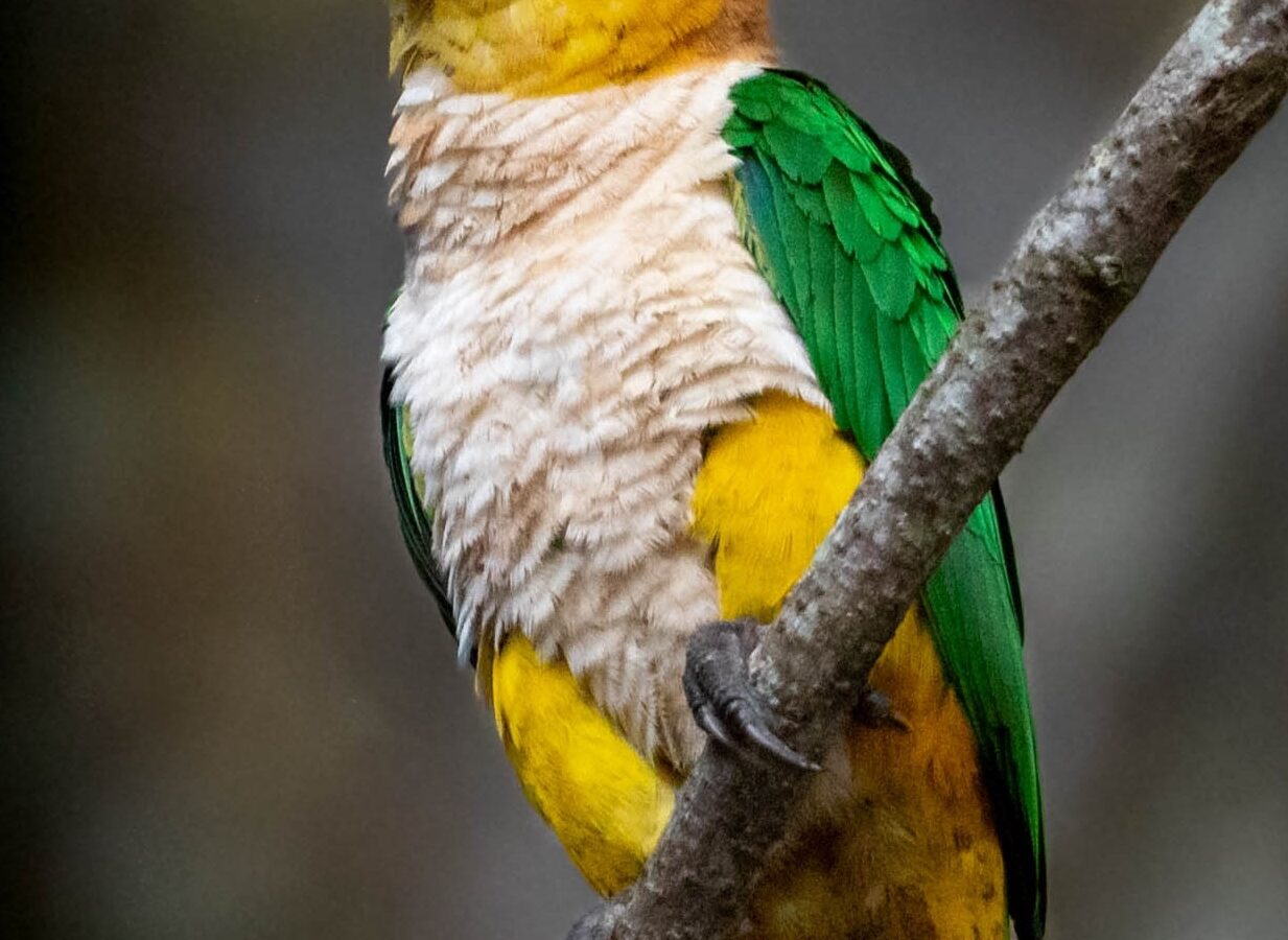 White-bellied Parrot