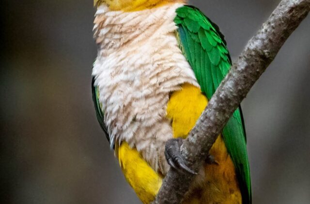 White-bellied Parrot