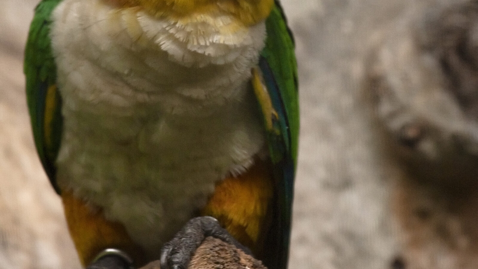 Black-headed Parrot