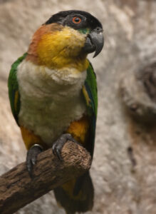 Black-headed Parrot