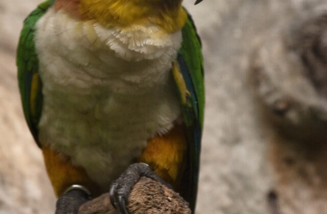Black-headed Parrot