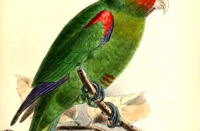 Red-faced Parrot