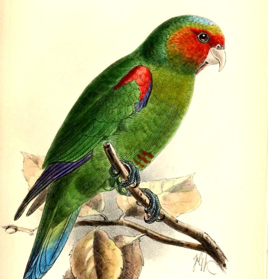 Red-faced Parrot
