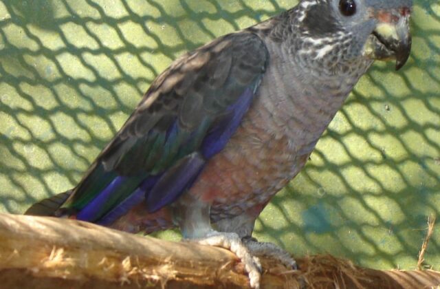Dusky Parrot