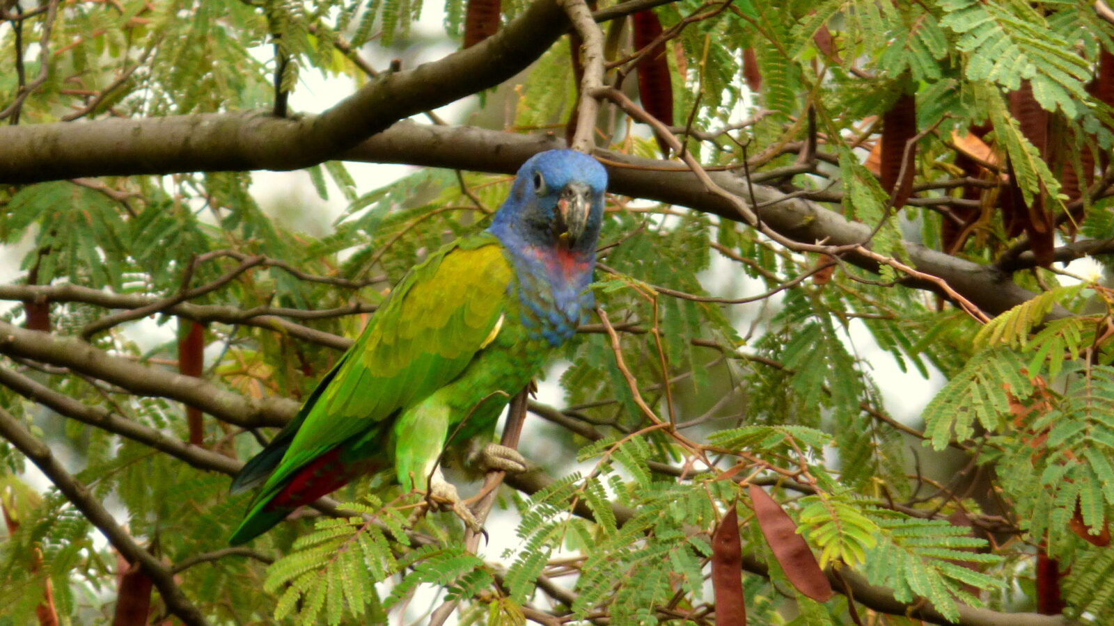 Blue-headed Parrot