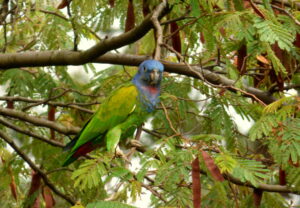 Blue-headed Parrot