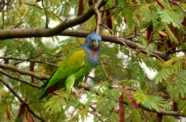 Blue-headed Parrot