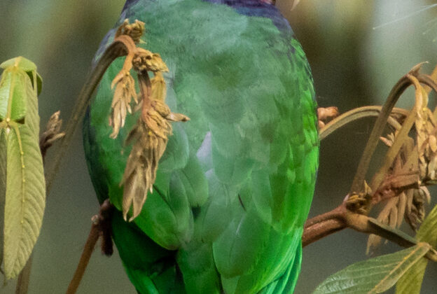 Plum-crowned Parrot