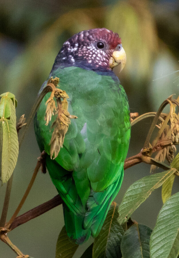 Plum-crowned Parrot