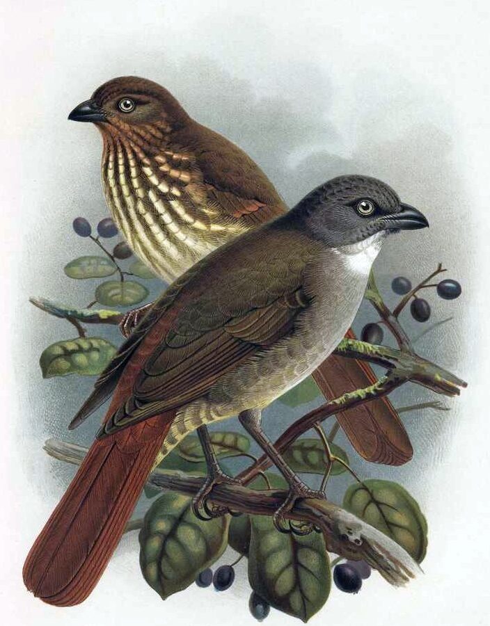 South Island Piopio