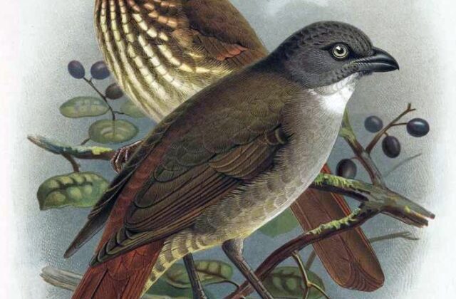 North Island Piopio