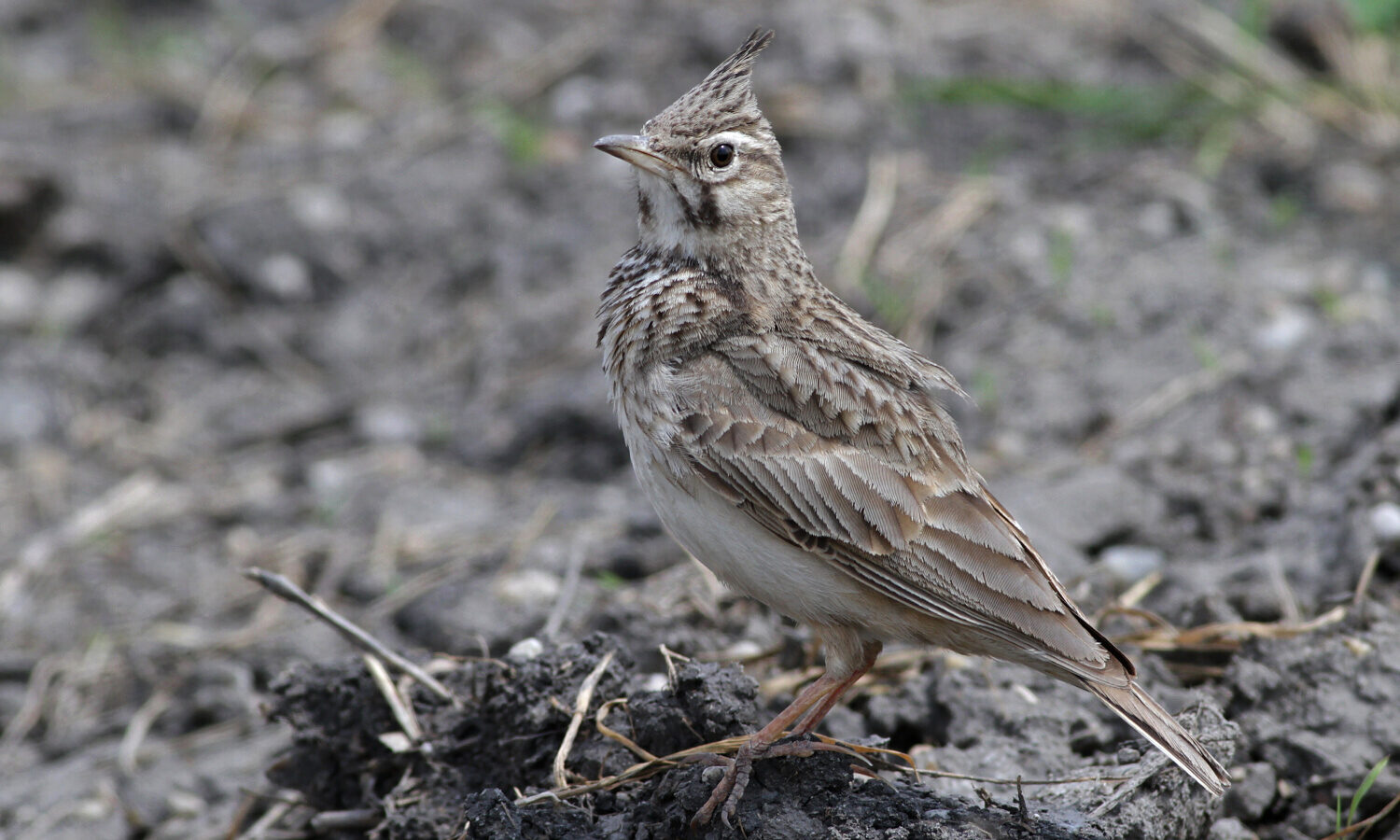 Crested Lark