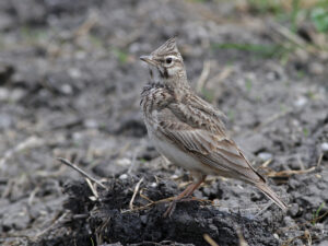 Crested Lark