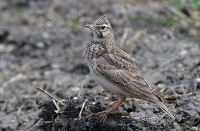 Crested Lark