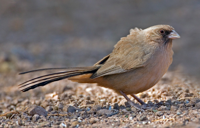 Abert’s Towhee