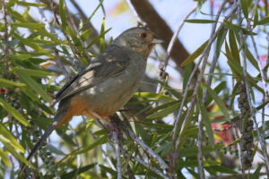 California Towhee