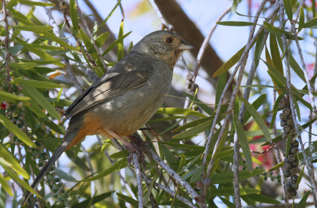 California Towhee