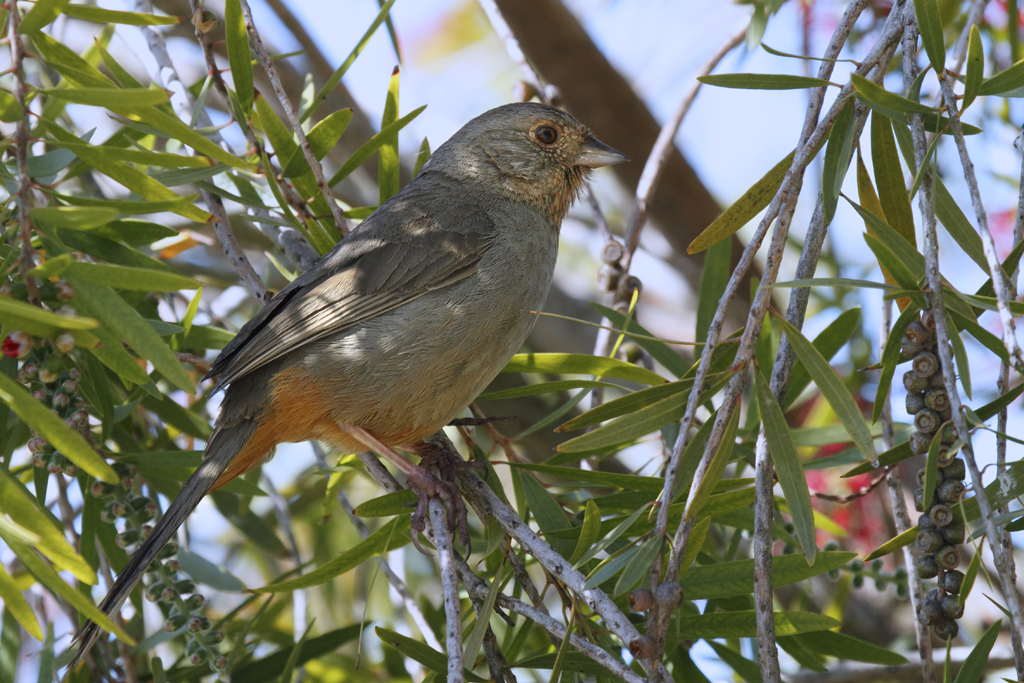 California Towhee