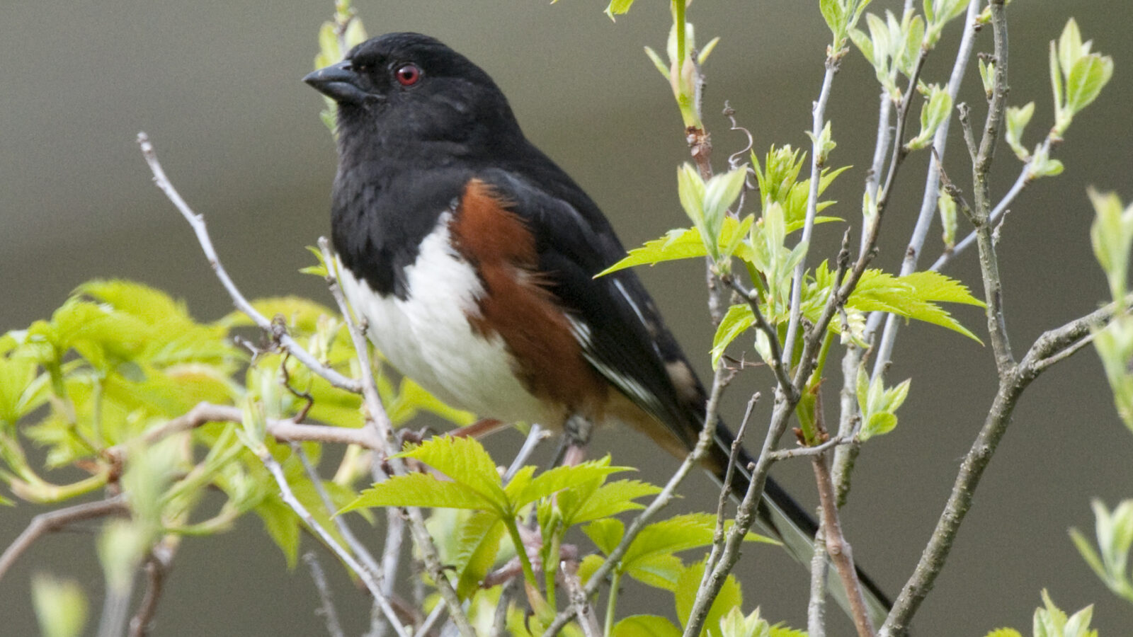 Eastern Towhee