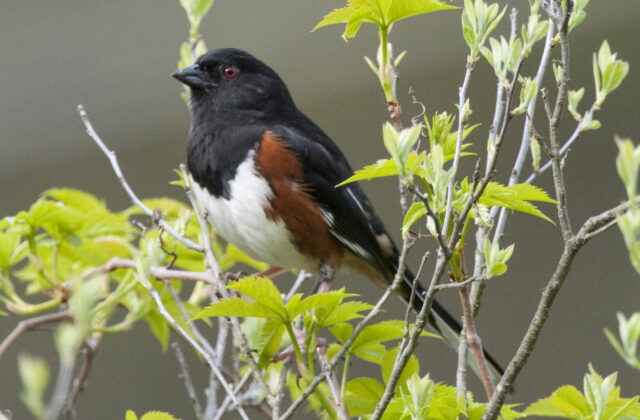 Eastern Towhee