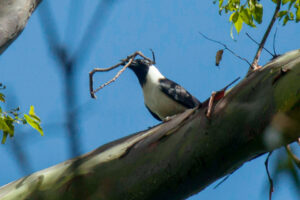 Piping Crow