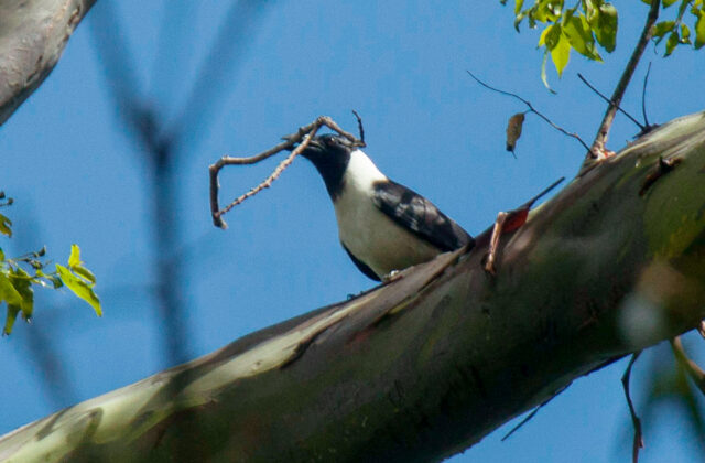 Piping Crow
