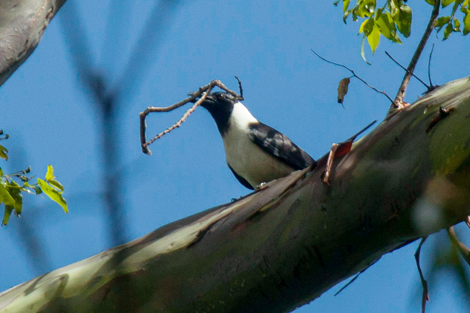 Piping Crow