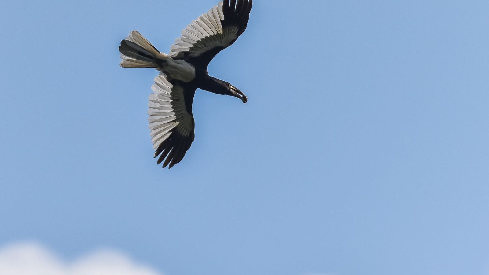Piping Hornbill