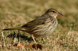 Striped Pipit