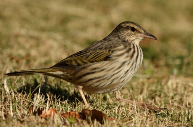 Striped Pipit