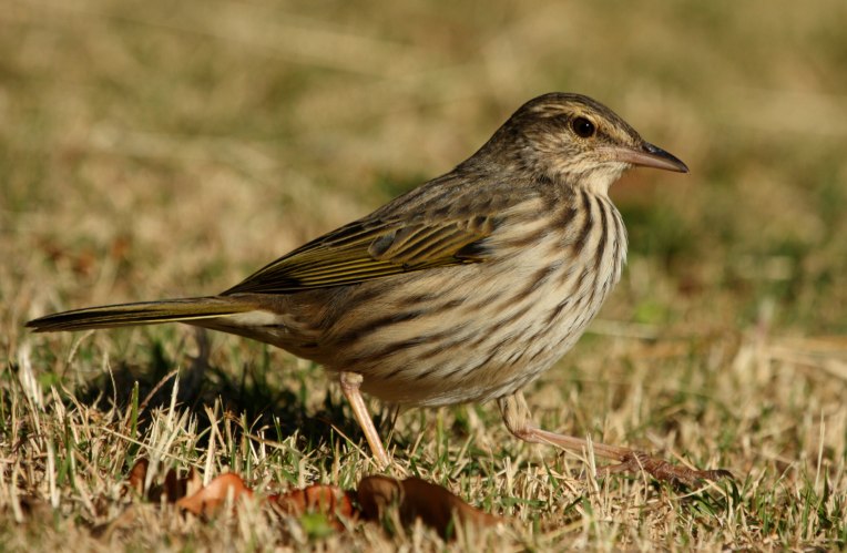 Striped Pipit